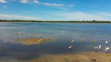 Yedek kuşlarla göl manzarası. Sri Lanka. Ulusal parktaki balıkçıllar..