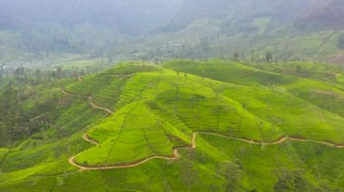 Aerial drone of Green tea plantation, Sri Lanka. Tea estate landscape.