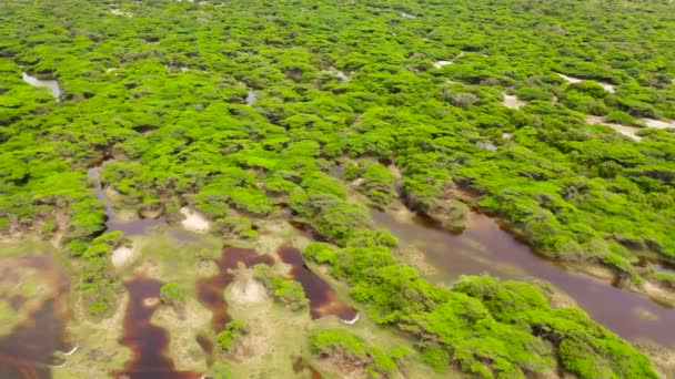 Luchtfoto Van Moerassige Jungles Regenwoud Sri Lanka — Stockvideo