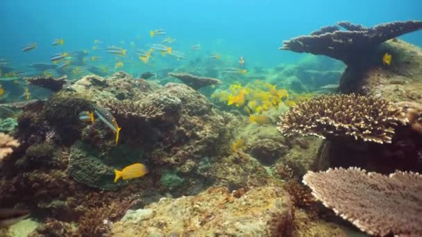 Beautiful Colorful Tropical Fish Lively Coral Reefs Underwater Philippines Sri — Stockvideo