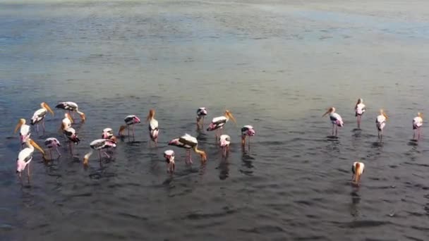 Vista Superior Las Aves Lago Están Buscando Comida Garzas Hábitat — Vídeos de Stock