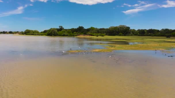 Vista Superior Pássaros Lago Reserva Parque Nacional Sri Lanka Com — Vídeo de Stock