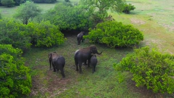 Drone Aereo Branco Elefanti Nella Giungla Animali Selvatici Dello Sri — Video Stock