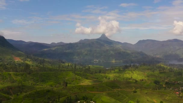 Uitzicht Vanuit Lucht Het Meer Tussen Theevelden Bergen Theeplantages Sri — Stockvideo