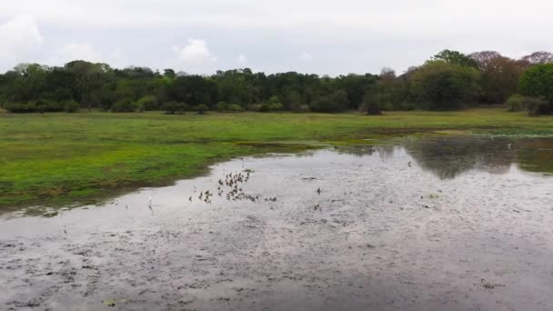 Aerial Drone Birds Swamp Forests National Park Inglés Sri Lanka — Vídeo de stock