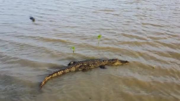 Top View Crocodile Pond Wild Sri Lanka — Stock Video