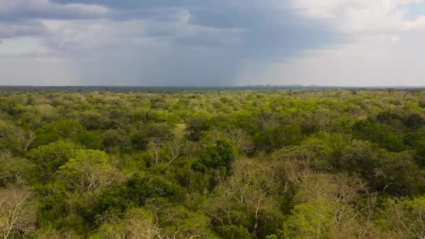 Jungle Rainforest National Park Sri Lanka — Stock Video