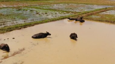 Aerial view of Buffaloes in the water among agricultural land and rice fields. Sri Lanka.