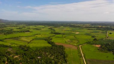 Kırsalda yeşil ekili tarlalar. Sri Lanka.
