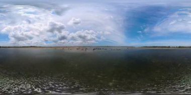 Gölde bir bufalo sürüsü. Kumana Ulusal Parkı, Sri Lanka. VR 360.