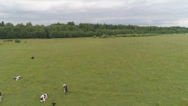 空中观赏奶牛在绿地牧场吃草 奶牛在夏天的牧场上 奶牛在草地上吃草 — 图库视频影像