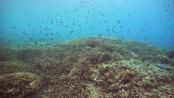 Tropisch Koraalrif Zeegezicht Met Vissen Harde Zachte Koralen Onderwater Video — Stockvideo