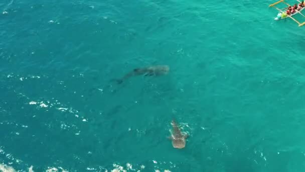 청록색 물에서 스노클링과 상어를 수있는 관광객의 개념입니다 오슬로브 필리핀 — 비디오