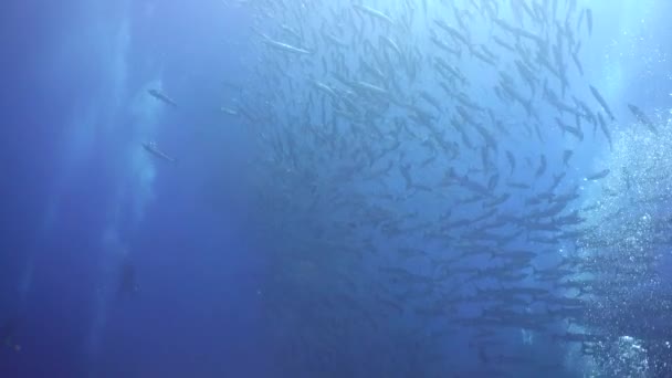 Escuela Peces Barracuda Bajo Agua Hermoso Mundo Submarino Sipadan Malasia — Vídeos de Stock