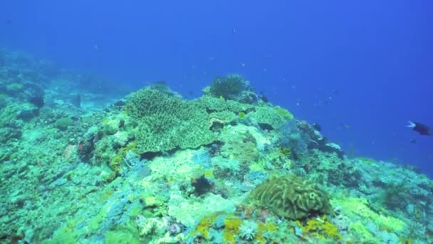 Barriera Corallina Subacquea Giardino Tropicale Pesci Sottomarini Sipadan Malesia — Video Stock