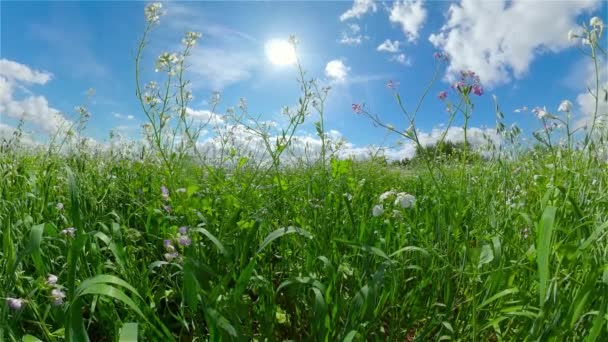 晴れた日に牧草地や背の高い草と素朴な風景 雲のある青空の下の畑と草 — ストック動画