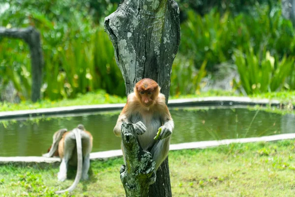 Grupo Monos Probóscis Una Selva Tropical Borneo Bahía Labuk Malasia —  Fotos de Stock