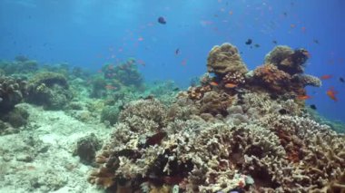 Su altı balık resifi denizcisi. Tropik renkli sualtı deniz manzarası. Sipadan, Malezya.