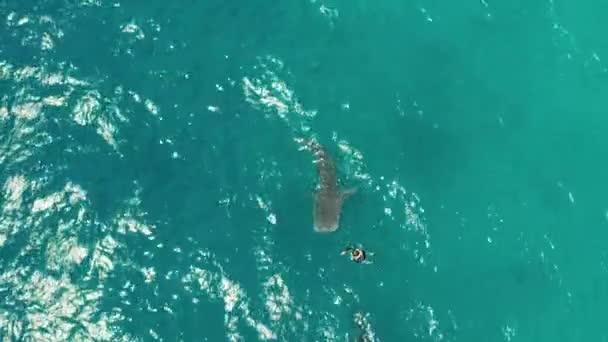 Tiburón Ballena Aguas Azules Mar Abierto Desde Arriba Tiburón Ballena — Vídeo de stock