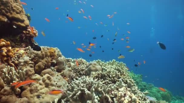 Mořský Útes Pod Vodou Tropická Barevná Podmořská Pláštěnka Sipadan Malajsie — Stock video