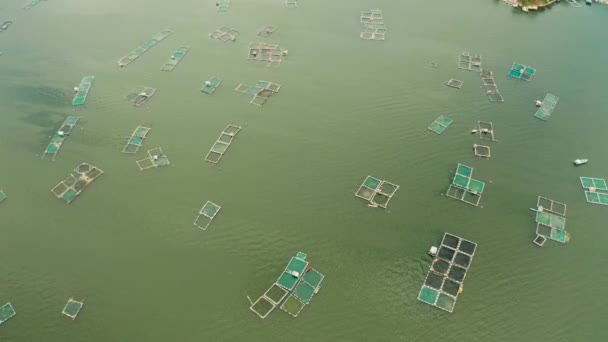 호수의 물고기와 새우를 새장이 양어장 틸라피아를 양식업 양식업 암술을 양어장 — 비디오
