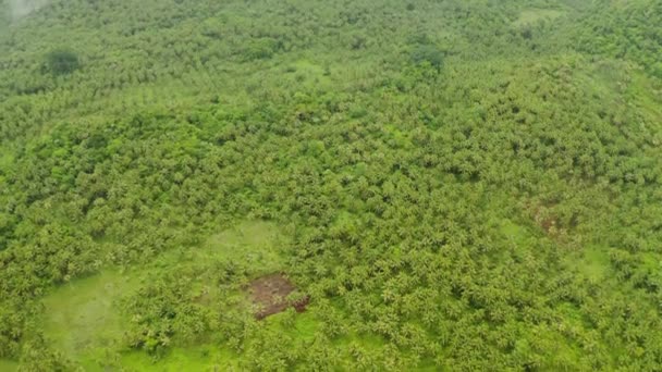 Тропический Зеленый Лес Пальмами Деревьями Пышная Тропическая Растительность Сиаргао Филиппины — стоковое видео