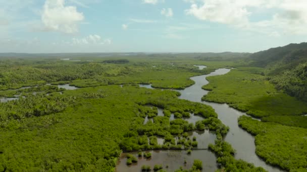 Uitzicht Vanuit Lucht Groene Ecologie Mangrove Natuur Tropisch Regenwoud Aan — Stockvideo