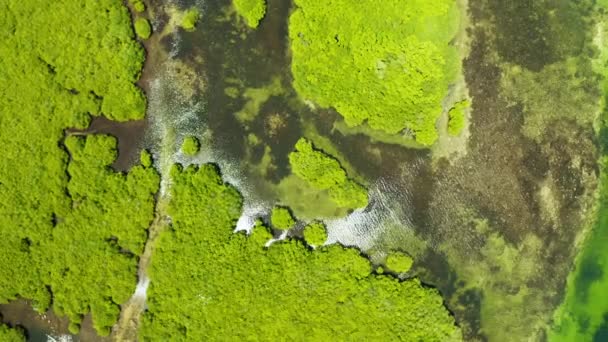 熱帯マングローブ林の川の空中ビュー マングローブの風景 サラゴサ フィリピン — ストック動画