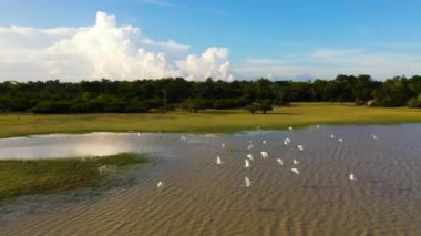 Mavi gökyüzü ve bulutların üzerinde kuşların olduğu bir göl. Sri Lanka 'daki Ulusal Park.
