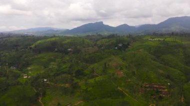Green tea plantations in a mountainous province in Sri Lanka. Tea estate landscape.