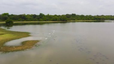 A lake with birds in the national park of Sri Lanka.