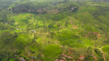 Tea estate landscape, Sri Lanka. Landscape with green fields of tea.