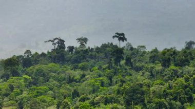 Dağların insansız hava aracı yağmur ormanlarını kapladı. Borneo. Sabah, Malezya.