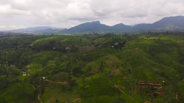Green Tea Plantations Mountainous Province Sri Lanka Tea Estate Landscape — Vídeo de Stock