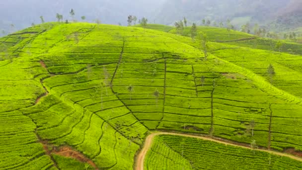 Tea Estate Landscape Sri Lanka Landscape Green Fields Tea — Video Stock
