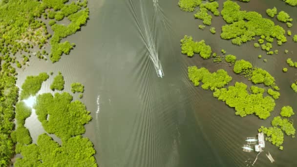 Човен Плаває Манграх Серед Зелених Дерев Зверху Мангрові Джунглі Дерева — стокове відео