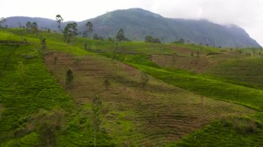 Tea plantations in Sri Lanka. Mountain landscape with tea estate.