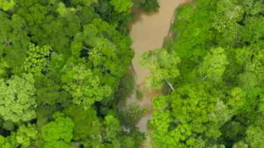 Yağmur ormanlarındaki nehir, yeşil yağmur ormanlarının arasında. Borneo, Malezya.