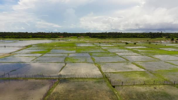 Ovanifrån Risfält Och Jordbruksmark Landsbygden Sri Lanka — Stockvideo