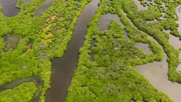 Luftaufnahme Von Mangrovenbäumen Überschwemmten Gebieten — Stockvideo