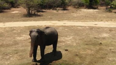 Top view of Elephant in its natural habitat Kumana National Park. Sri Lanka.