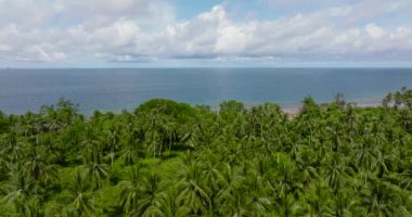 Tropik bir adanın kıyısındaki palmiye ağaçları Balabac ve mavi deniz. Palawan 'da. Filipinler.