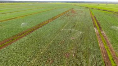 Hava manzaralı yeşil alan karası ya da manzarası. Yeşil tarla, mahsul, tarım fabrikası.