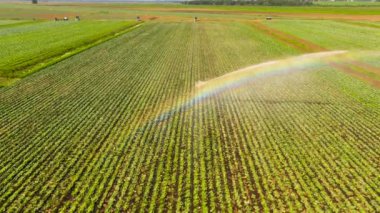 Merkez pivot tarım sulama makinesi bitkileri havadan görünümü. Bir sulama pivot sulama tarım arazisi. Sulama sistemi sulama tarım arazisi.