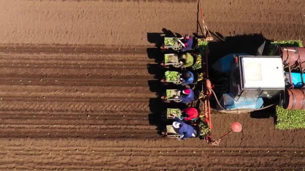 Pekerja Pada Mesin Pertanian Kubis Tanaman Atau Selada Tanah Yang — Stok Video