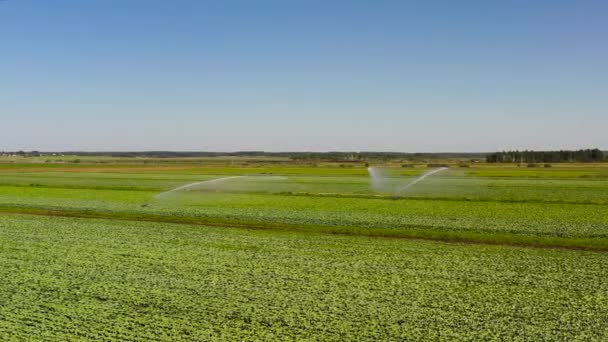 作物の空中ビューの中心ピボット農業灌漑機 農地に水をやり取りする灌漑ピボット 農地に水をやり取りする灌漑システム — ストック動画