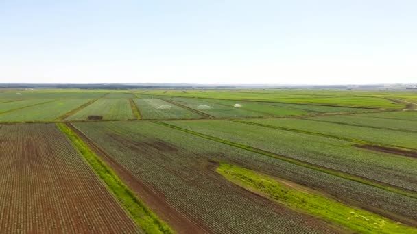 Vue Aérienne Des Champs Agricoles Zone Rurale Avec Nature Campagne — Video