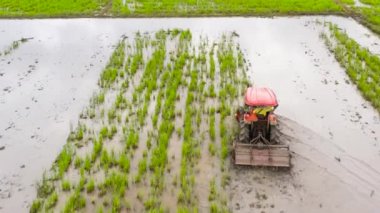 Bir çiftçi pirinç ekimi için toprağı hazırlamak için bir traktör kullanır. Suyu olan çeltik tarlası, üst manzara. Filipinlerde Tarım.