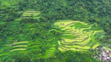 Pirinç teraslı parlak manzara, yukarıdan manzara. Filipinler 'de pirinç terasları. Köy pirinç teraslarının arasında bir vadidedir. Filipinler 'in kuzeyinde pirinç ekimi,