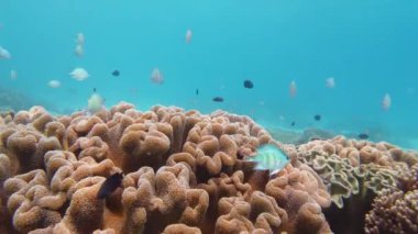 Sualtı Sahne Mercan Resifi. Tropik sualtı balıkları. Leyte, Filipinler.